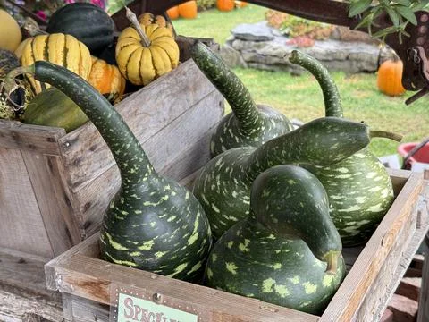 Goose Gourds Stock Photos