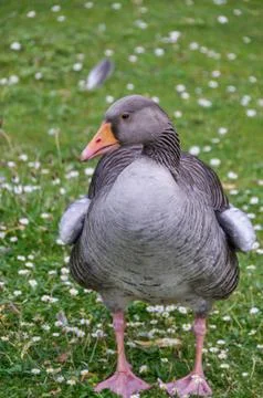Goose on a grass Stock Photos