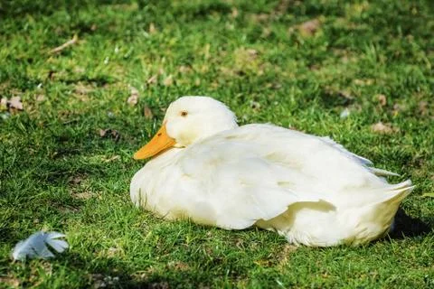 Goose on the Grass Stock Photos
