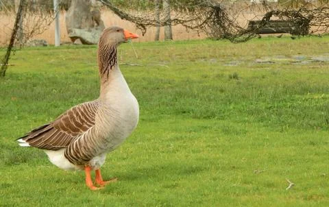 Goose on the grass Stock Photos