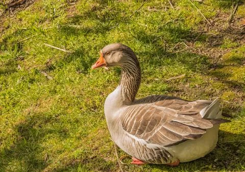 Goose on the grass Stock Photos