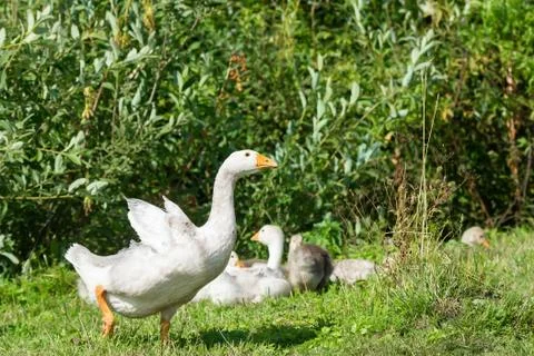 Goose on grass Stock Photos