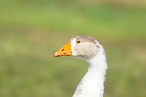 Goose on grass Stock Photos