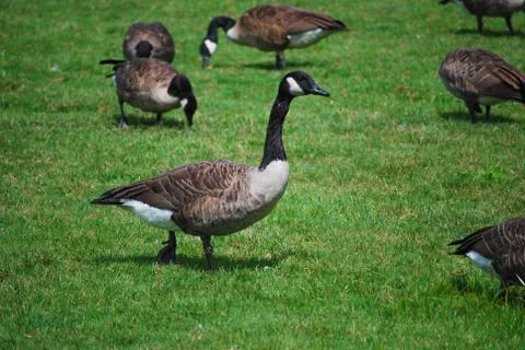 Goose on the grass Stock Photos
