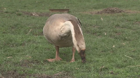 Goose graze on a field Stock Footage 64046627
