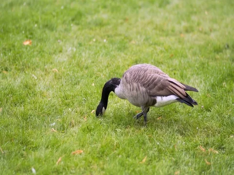 Goose grazing in the meadow Stock Footage 81532907