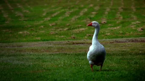 A goose in a green field Stock Footage 10577614