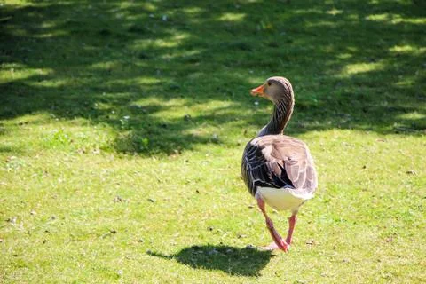 Goose on Green Grass Stock Photos