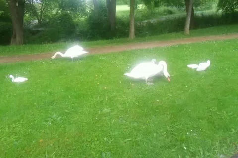 Goose in greenery Stock Footage 129830342