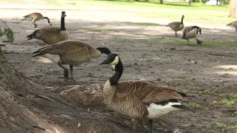 Goose Grooming Stock Footage 90295377