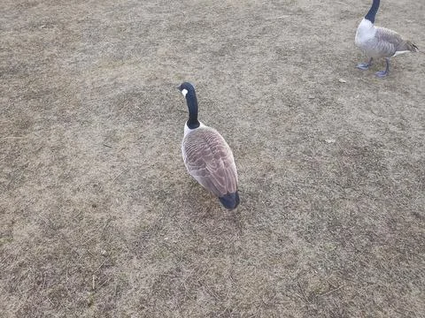 Goose on the Ground in a Park 스톡 사진