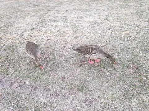 Goose on the Ground 스톡 사진