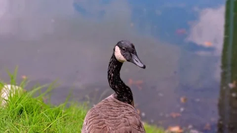 Goose head in 4K Stock Footage 250102928