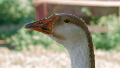 Goose head against grass background Stock Footage 79443927