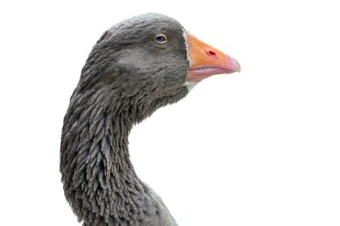 Goose head a close up image of a goose head isolated on white background Stock Photos