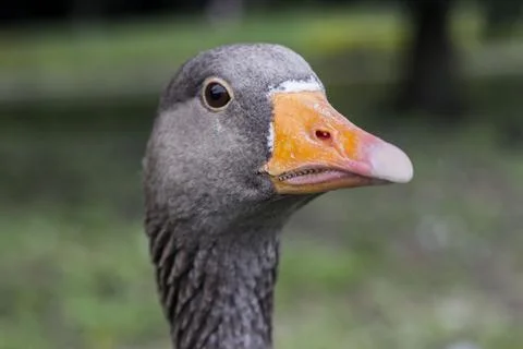 Goose head close up looking sideways outdoors 스톡 사진