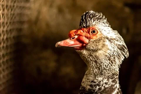 Goose head close - up from the side Stock Photos