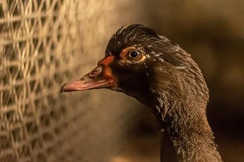 Goose head close - up from the side Stock Photos