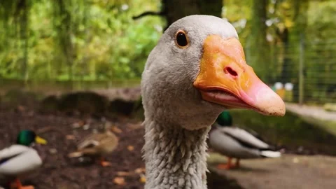 Goose head close up turning around Stock Footage 299652282