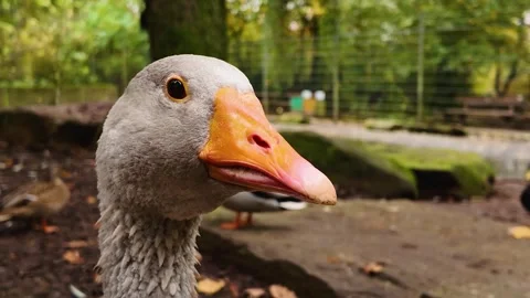 Goose head close up turning around Видео 300023126