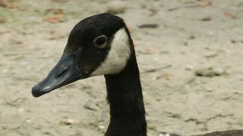 Goose head closeup Stock Footage 11060061