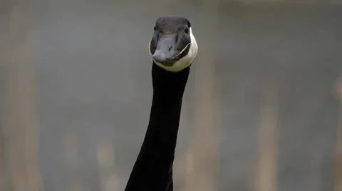 Goose Head Eating Video stock 4854561