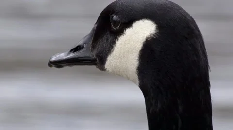 Goose Head Extreme Close Up 1 Video stock 4854584