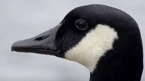 Goose Head Extreme Close Up 2 Video stock 4854568