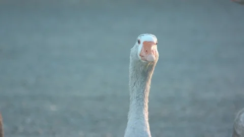 Goose Head Stock Footage 90146423
