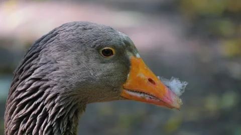 Goose head  Video stock 243380683