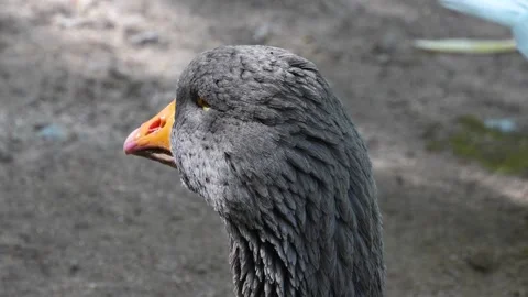 Goose head looking Stock Footage 260142372