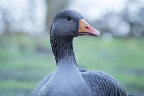 Goose Head Looking to Side Stock Photos