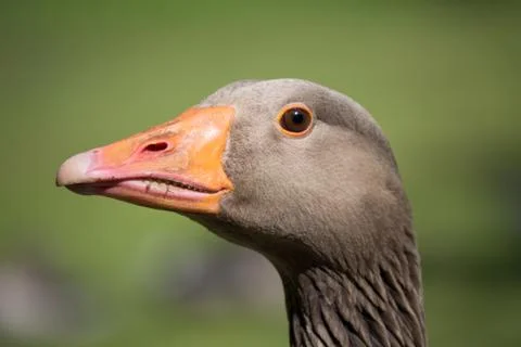 Goose Head Stock Photos