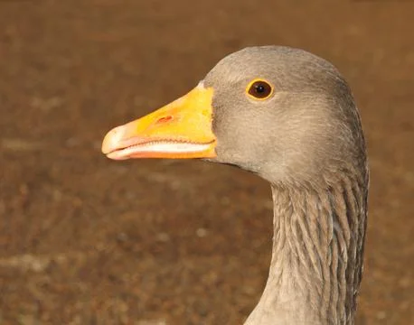 Goose head Foto stock