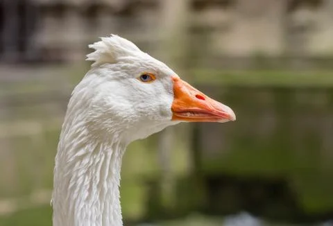 Goose head Stock Photos