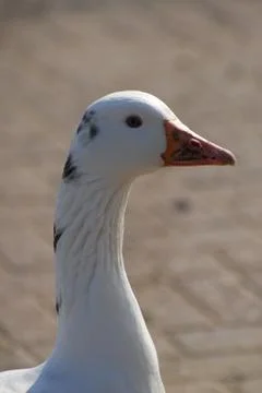 Goose head Stock Photos