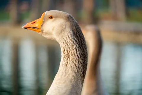 Goose Head Stock Photos