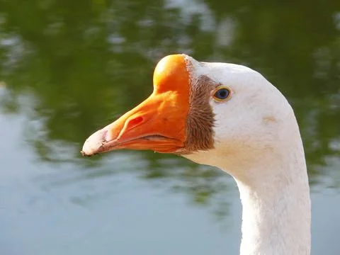Goose head Stock Photos