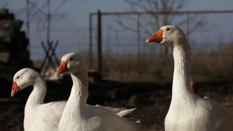 Goose head shaking Stock Footage 84187752