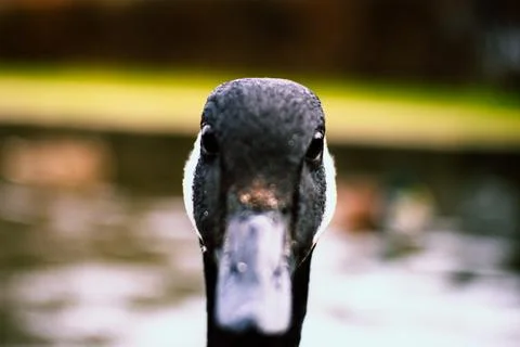 Goose Head Shot Stock Photos