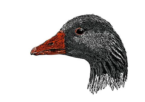 Goose head vector illustration Stock Illustration