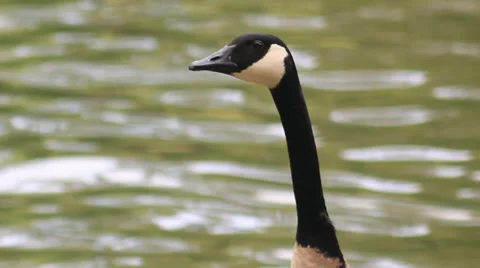 Goose Head by the water Stock Footage 38163944
