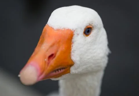 Goose Headshot Stock Photos