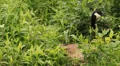 Goose hiding HD 동영상