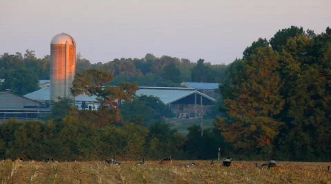 Goose hunt Stock Footage 637247