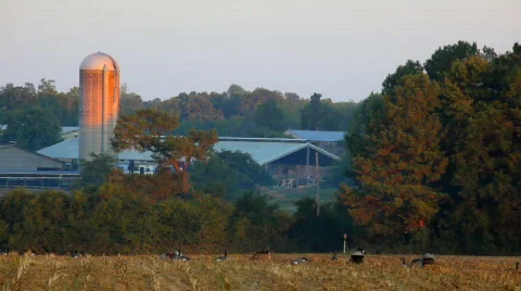 Goose hunt Vídeos de archivo 637314