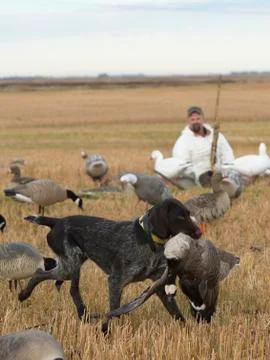 Goose Hunter Stock Photos