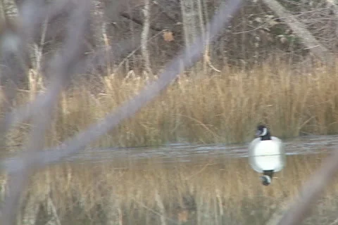 Goose Hunting Decoy Stock Footage