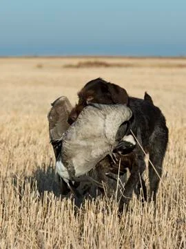 Goose Hunting Stock Photos