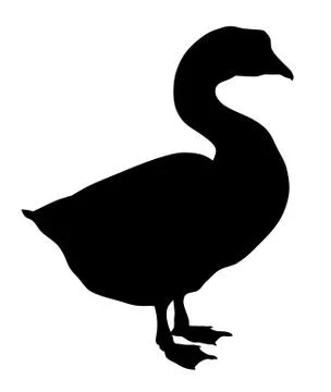 Goose Stock Illustration